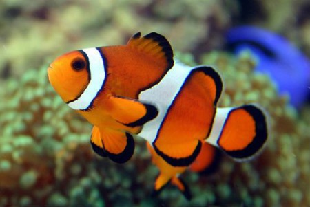 Peixe Palhaço - Amphiprion ocellaris