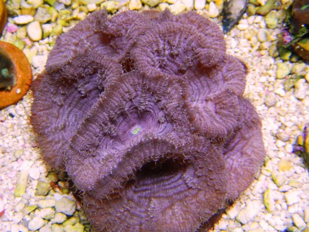 BLASTOMUSSA WELLSI ROXA BOCA VERDE 