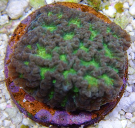 Favia - Verde e Roxo - R$ 100,00