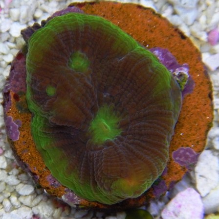 Favia Prisme - Verde e Roxa +2 Bocas - R$ 100,00