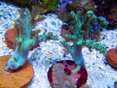 LEATHER SPAGUETHI FINGER VERDE 