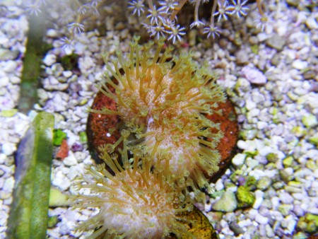 LEATHER UMB. LONG POLIPS GREEN 